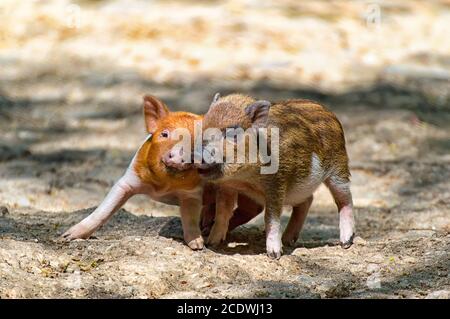 Zwei Babyschweine spielen zusammen im Zoo Stockfoto