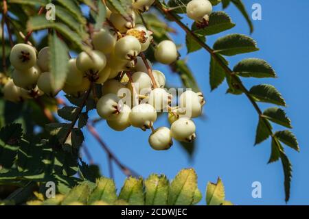 Bergeasche Weiße Beerenrowan Sorbus fruticosa Stockfoto