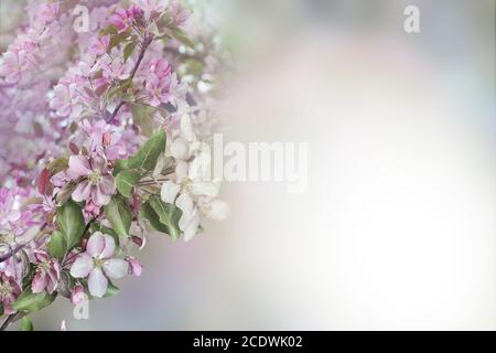 Schöne Blumen Frühling Hintergrund - blühenden Apfelbaum mit sanften Rosa Blütenblätter Stockfoto