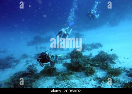 Taucher am Korallenriff im Maldive. Stockfoto