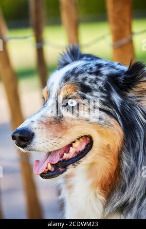 Blick auf einen Australian Shepherd Stockfoto