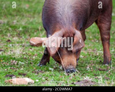 Iberische schweine Weiden und essen Eicheln in der dehesa in Salamanca, Spanien Stockfoto