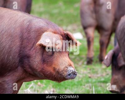 Iberische schweine Weiden und essen Eicheln in der dehesa in Salamanca, Spanien Stockfoto