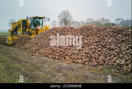 Zuckerrübenernte mit einem Zuckerrübenernter und einer landwirtschaftlichen Maschine Stockfoto