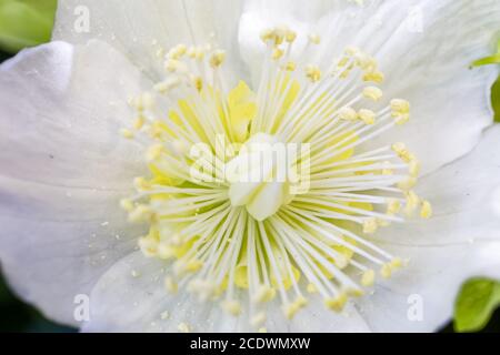 Nahaufnahme einer weißen gelben Weihnachtsrose Stockfoto