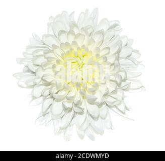 Einzelne weiße Chrysantheme Blume aus der Nähe, isoliert auf einem weißen Hintergrund Stockfoto