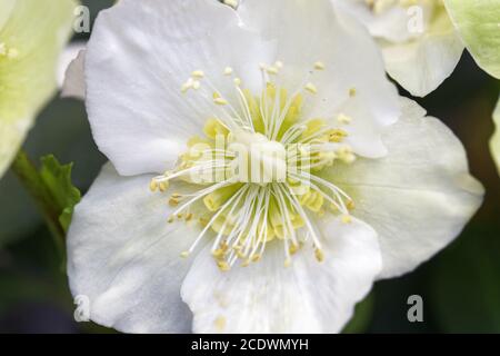 Nahaufnahme einer weißen gelben Weihnachtsrose Stockfoto