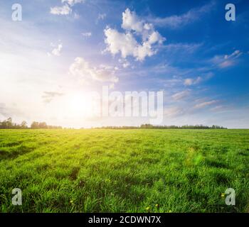 Strand und Kokospalmen plm-Baum Stockfoto