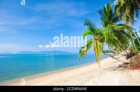 Strand und Kokospalmen plm-Baum Stockfoto