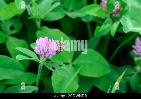 Eine Biene bestäubt eine Kleeblatt Blume. Die Sammlung von Honig. Selektiver Fokus. Stockfoto