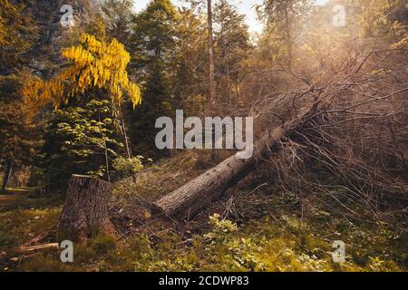 Fichte geschnitten und getrocknet in einem Holz mit Laburnum in Blüte, Cellina Valley, Italien. Konzept zur Nutzung des Waldes Stockfoto