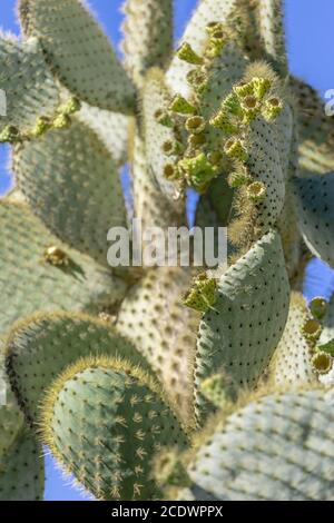 Ecuadorianischer Kaktus von den Galapagos Inseln mit Blumen - Opuntia Galapagia Stockfoto