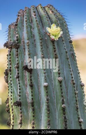 Mexikanischer Elefantenkaktus Pachycereus pringlei mit Blumen Stockfoto