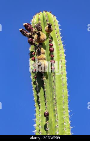 Mexikanischer Kaktus Pachycereus pecten aboriginum mit Blumen und blauem Himmel Stockfoto