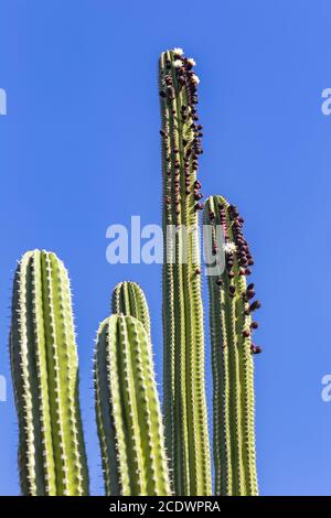 Mexikanischer Kaktus Pachycereus pecten aboriginum Stockfoto