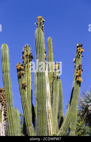 Mexikanischer Kaktus Pachycereus pecten aboriginum mit Blumen und blauem Himmel Stockfoto