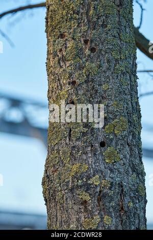 Ein Baum, der von dem asiatischen Langhornkäfer in Magdeburg befallen ist In Deutschland Stockfoto