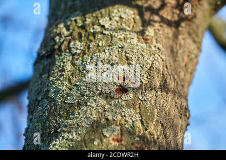 Ein Baum, der von dem asiatischen Langhornkäfer in Magdeburg befallen ist In Deutschland Stockfoto