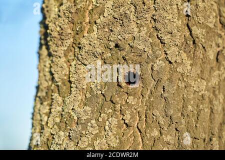 Ein Baum, befallen vom asiatischen Langhornkäfer in Magdeburg in Deutschland. Stockfoto