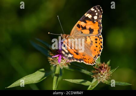 Gemalte Dame Schmetterling - Vanessa cardui, schöne farbige Schmetterling aus europäischen Wiesen und Wiesen, Tschechische Republik. Stockfoto