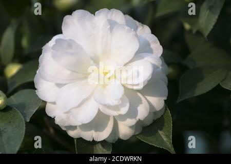 White Camellia japonica L. 'K. Sawada Theaceae Stockfoto