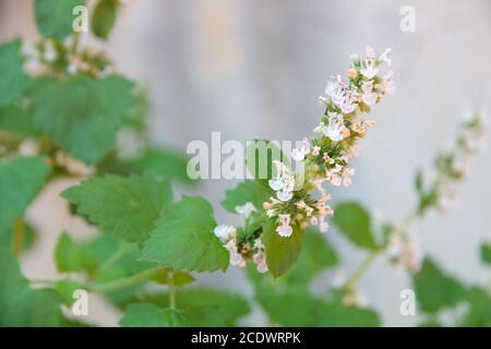 Blättern der Nepeta Cataria im Organischen Garten Stockfoto