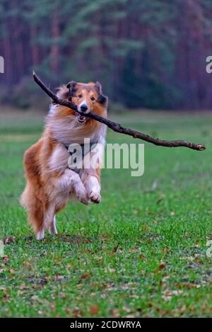 Amerikanische Langhaar Collie Stockfoto