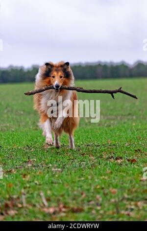 Amerikanische Langhaar Collie Stockfoto