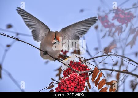 Vogelwachsflügel (Bombycilla garrulus) Fütterung auf Eberesche mit roten Beeren Stockfoto