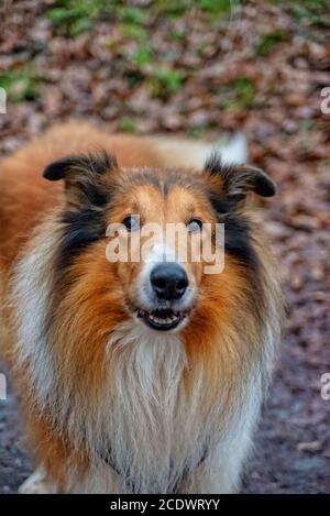 Amerikanische Langhaar Collie Stockfoto