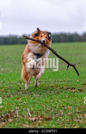 Amerikanische Langhaar Collie Stockfoto