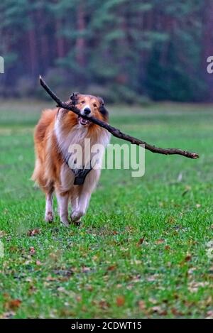 Amerikanische Langhaar Collie Stockfoto