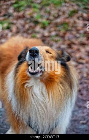 Amerikanische Langhaar Collie Stockfoto