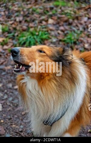 Amerikanische Langhaar Collie Stockfoto