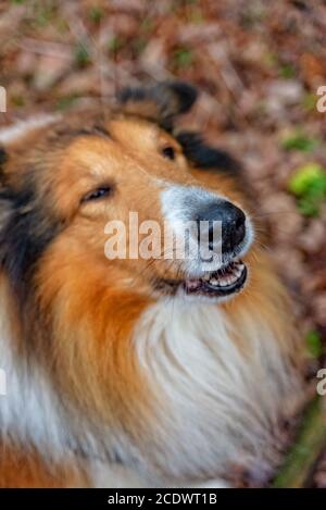 Amerikanische Langhaar Collie Stockfoto