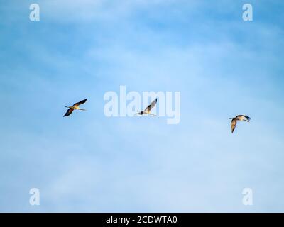 Eine Herde von Kranichen (Grus Grus) fliegen in den bewölkten Himmel Stockfoto