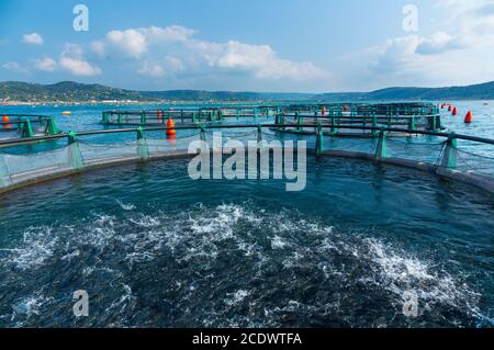 Meeresfarm, Naturpark Sečovlje Saline, Slowenien, Europa Stockfoto