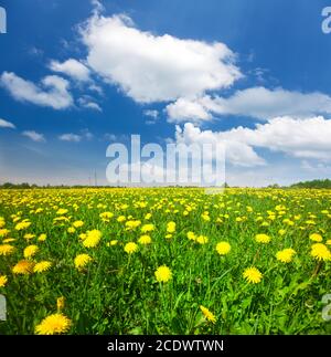 Strand und Kokospalmen plm-Baum Stockfoto