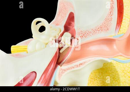 Innen des menschlichen Ohres Modell auf schwarzem Hintergrund Stockfoto