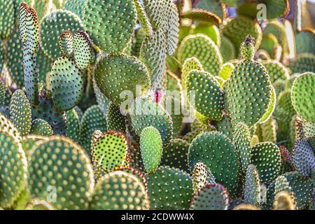 Mexikanischer Kaktus Opuntia microdasys Stockfoto