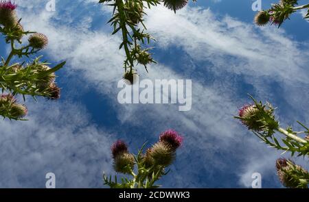 Viele Ringdisteln (Carduus) von unten, grüne Blätter und scharfe Dornen sind auf den Pflanzen, blauer Himmel mit weißen Schleierwolken. Deutschland, Baden Württemberg Stockfoto