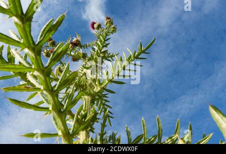 Lila Ringdistel (Carduus) von unten, die Blätter sind grün und haben scharfe Dornen. Deutschland, Baden-Württemberg. Stockfoto