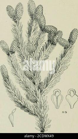 . Veitch's Handbuch der Nadelbäume : enthält eine allgemeine Übersicht über die Reihenfolge, eine Übersicht über die in Großbritannien kultivierten Arten, ihre botanische Geschichte, wirtschaftliche Eigenschaften, Ort und Verwendung in der Baumzucht, Etc . butlieberstein einige Jahre später erkannte es als eine Unterscheidungsart unter Tournefortsname von rinus oricntalu.Es wurde beschrieben^ed l)y Loudonin das Arboretum et Fruti-cetum Ihitannicum als anuueingeführt Art zum Zeitpunkt der Puldizierung der thatwork (1838), aber es soll l)een in-troducained in zwei oder drei Jahre (reat-Britain. Nachfolgende Explanationen der CAU Stockfoto