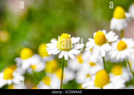 Apotheke Kamille ist Heilpflanze, Feld mit weißen Blüten Stockfoto