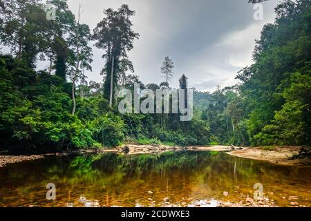 Fluss im Dschungel-Regenwald Taman Negara Nationalpark, Malaysia Stockfoto