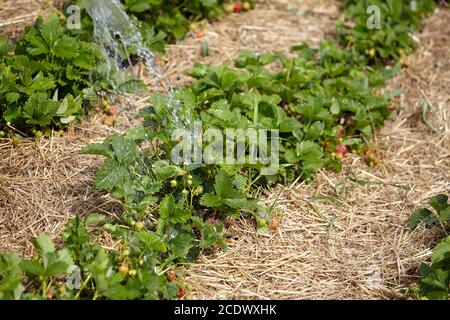 Bewässerungsgarten, Wasserspritzer und grüne Sträucher blühender Erdbeeren Stockfoto