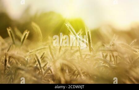 Gerstenfeld in der Sonne Stockfoto
