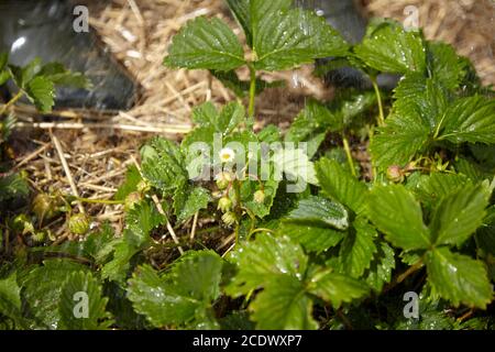 Bewässerungsgarten, Wasserspritzer und grüne Sträucher blühender Erdbeeren Stockfoto