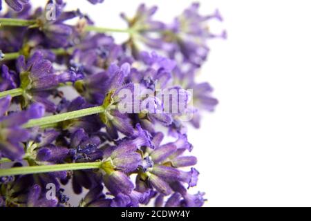 Bio Lavendel Blüten Knospen Nahaufnahme auf weißem, floralem Hintergrund Stockfoto