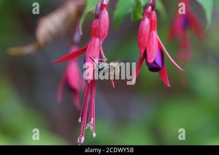 Gemeine Wespe (Vespula vulgaris), Familie Vespidae auf den Blüten einer Fuchsia in einem niederländischen Garten. Niederlande, Oktober Stockfoto